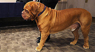 Breed Spotlight on Dogue de Bordeaux, the Newest Breed Entered Into the 2009 Westminster Kennel Club Dog Show