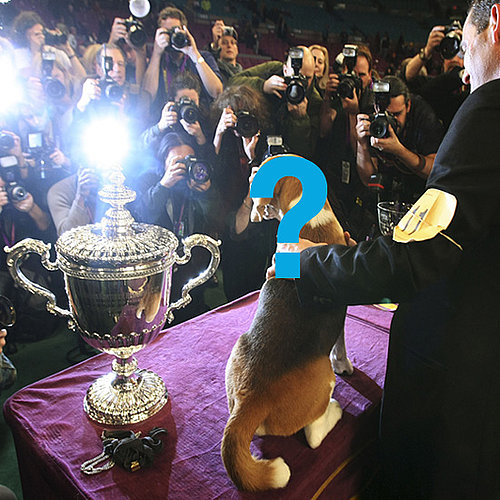 Remember All the Highlights of Last Year's Westminster!