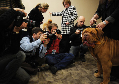 Breed Spotlight: Dogue de Bordeaux Breed Spotlight: Dogue de Bordeaux