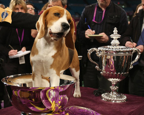 2008 Best in Show! 2008 Best in Show!