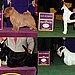 Terrier Group