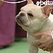 Wishbone Stole the Show!