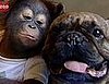 French Bulldog and Orangutan Love – Video of Bugsy and Malone Kissing