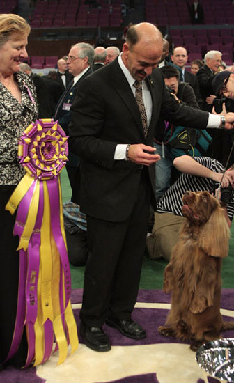Stump the Sussex Spaniel wins the 133rd Westminster Kennel Club Dog Show in 2009 2009-02-11 09:53:46 Stump the Sussex Spaniel wins the 133rd Westminster Kennel Club Dog Show in 2009 2009-02-11 09:53:46