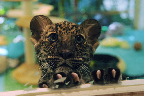 Baby Jave! Baby Jave!