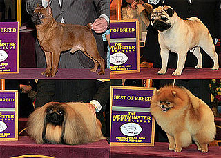 2009 Westminster Winners: Toy Group