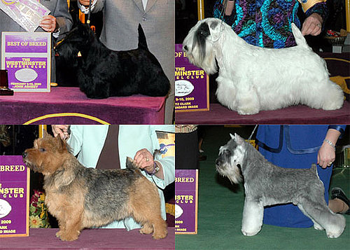 2009 Westminster Winners: Terrier Group