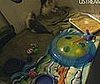 Watch Cute Cat Daphne and Her Kittens