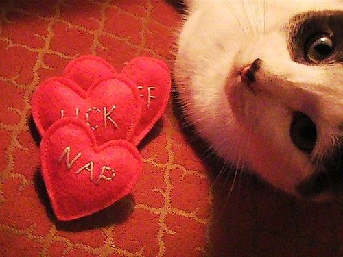 Conversation Hearts For Cats Conversation Hearts For Cats