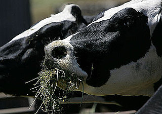 Cows With Names Make More Milk: In the LINK of an Eye!