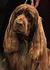 What Do You Know About Sussex Spaniels?
