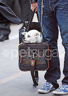 In the Spotlight: Mickey Rourke Has a New Traveling Buddy!