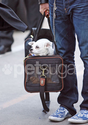 In the Spotlight: Mickey Rourke Has a New Traveling Buddy!