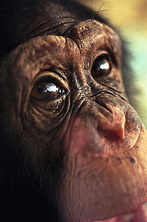 Congress Bans Chimps As Pets: In the LINK of an Eye!