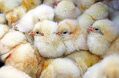 Have You Ever Had a Pet Chicken? Have You Ever Had a Pet Chicken?