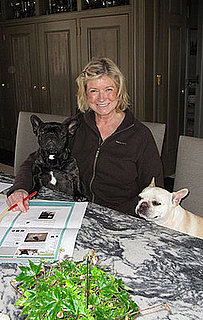 Francesca and Sharkey Begin Bloggin': In the LINK of an Eye!