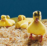 Quiz: Name the Baby Birdies!