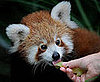 A Baby Red Panda Named Pemba Is Born at Sydney, Australia's Taronga Zoo