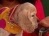 Oprah's New Pup, Sadie