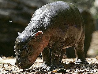 Hooray For Hippo Playtime With More and More Monifa!