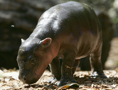 Hooray For Hippo Playtime With More and More Monifa!