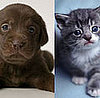 Quiz: Kits or Pups?