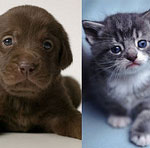 Quiz: Kits or Pups?