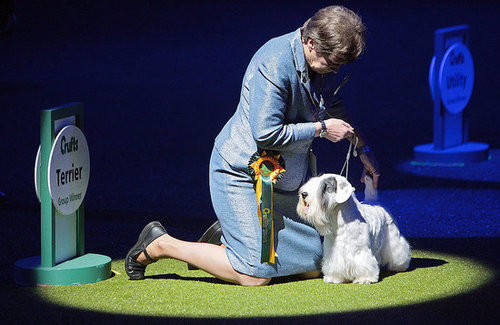 Chamin Wins the 2009 Crufts Dog Show! Chamin Wins the 2009 Crufts Dog Show!