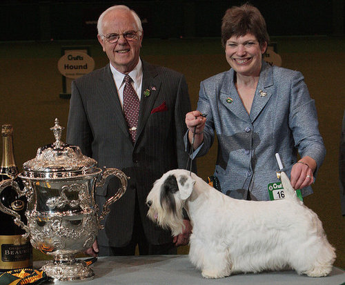Chamin Wins the 2009 Crufts Dog Show! Chamin Wins the 2009 Crufts Dog Show!