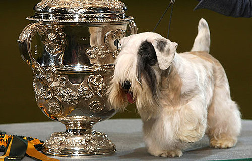The Scoop: Charmin Wins Crufts!