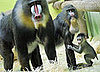 Baby Mandrill With Pablo and Zora