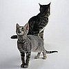 I Need Your Help . . . Spring Cleaning For Cats' Litter Box!