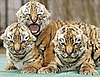Bella's Tiger Babies