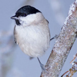 Give Back: Feed the Birds in Your Backyard