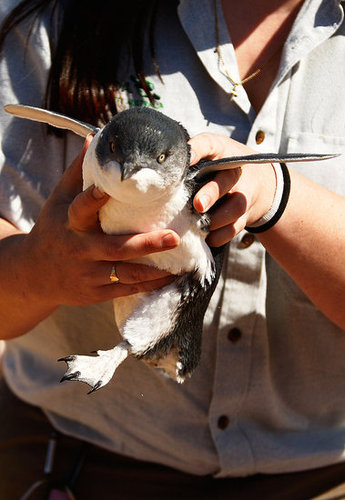 Two Little Penguins: North and South Two Little Penguins: North and South