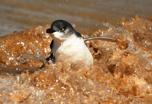 Two Little Penguins: North and South Two Little Penguins: North and South