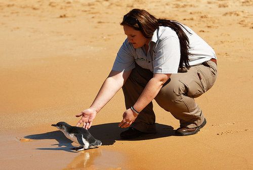 Two Little Penguins: North and South Two Little Penguins: North and South