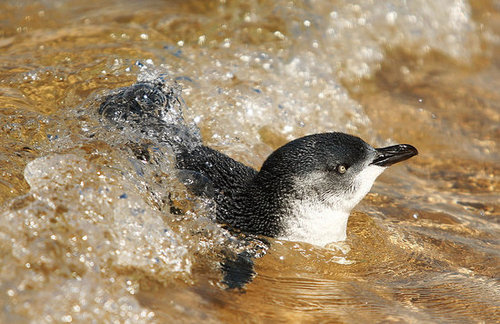 Two Little Penguins: North and South Two Little Penguins: North and South