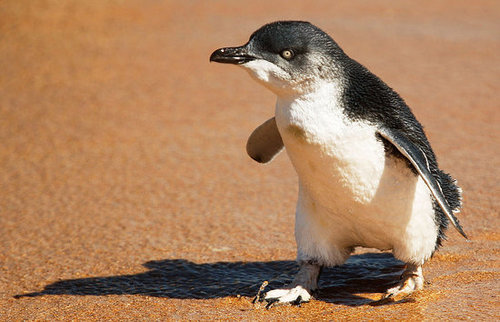 Two Little Penguins: North and South Two Little Penguins: North and South