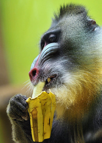 Baby Mandrill With Pablo and Zora Baby Mandrill With Pablo and Zora