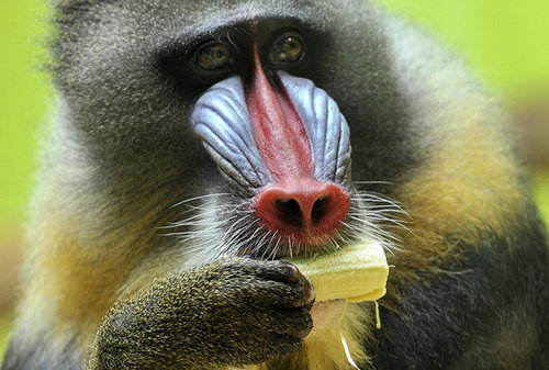 Baby Mandrill With Pablo and Zora Baby Mandrill With Pablo and Zora