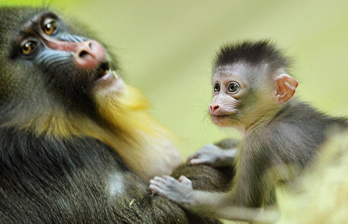 Baby Mandrill With Pablo and Zora Baby Mandrill With Pablo and Zora