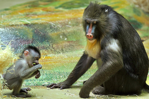 Baby Mandrill With Pablo and Zora Baby Mandrill With Pablo and Zora