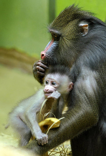 Baby Mandrill With Pablo and Zora Baby Mandrill With Pablo and Zora