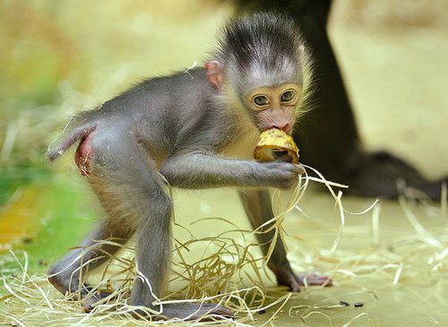 Baby Mandrill With Pablo and Zora Baby Mandrill With Pablo and Zora