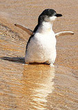 North and South Penguins Leave Sydney's Taronga Zoo Wildlife Hospital North and South Penguins Leave Sydney's Taronga Zoo Wildlife Hospital