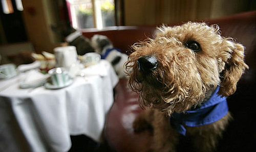 Will a Tyson-Freshpet Alliance Mean Affordable Food Options?