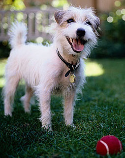 Two Reasons to Toss Tennis Balls in the Washer . . . and Dryer!