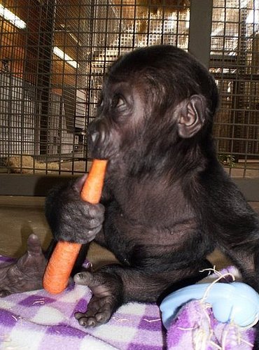 Hasani Needs Pressies! Hasani Needs Pressies!