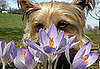 Does Your Dog Stop and Smell the Flowers?